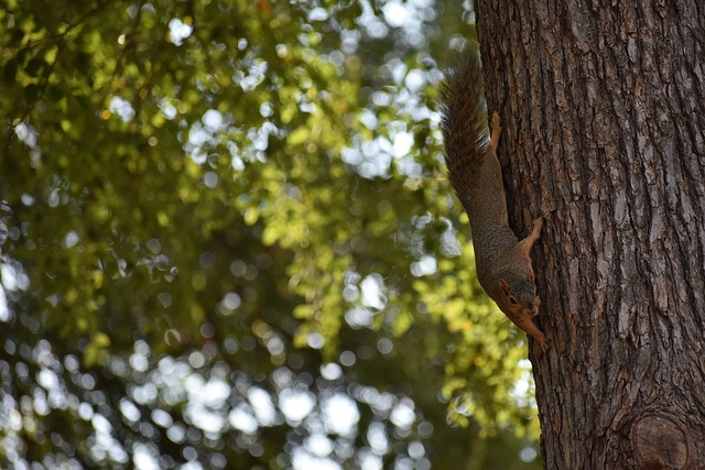 洛杉矶湖人 洛杉矶湖人